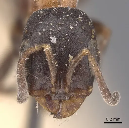 Pseudomyrmex championi - CASENT0907518