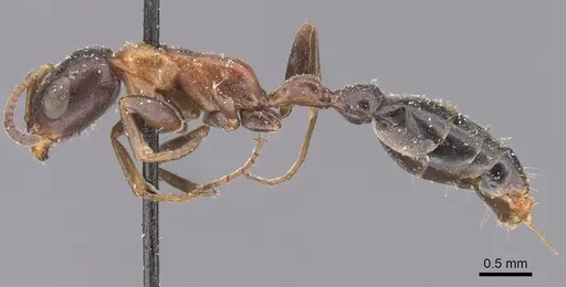 Pseudomyrmex championi - CASENT0907518