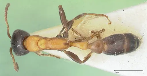 Pseudomyrmex championi - FOCOL1196