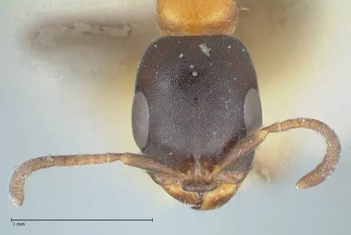 Pseudomyrmex championi - FOCOL1196
