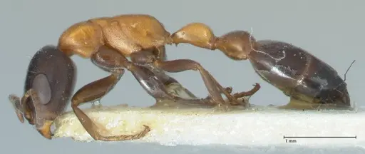 Pseudomyrmex championi - FOCOL1196