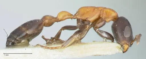 Pseudomyrmex championi - FOCOL1196