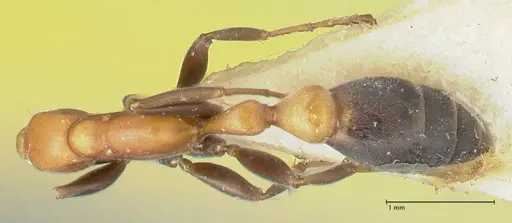 Pseudomyrmex championi - FOCOL1197