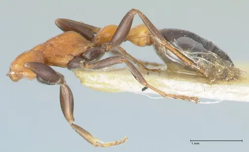 Pseudomyrmex championi - FOCOL1197