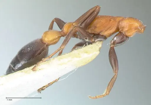 Pseudomyrmex championi - FOCOL1197
