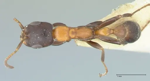 Pseudomyrmex championi - FOCOL1198