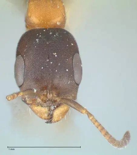Pseudomyrmex championi - FOCOL1198