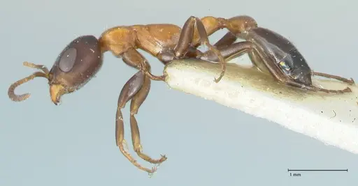 Pseudomyrmex championi - FOCOL1198