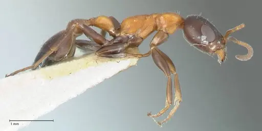 Pseudomyrmex championi - FOCOL1198