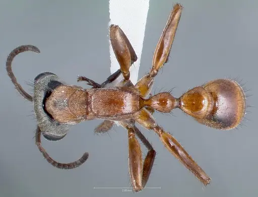 Pseudomyrmex cladoicus specimen