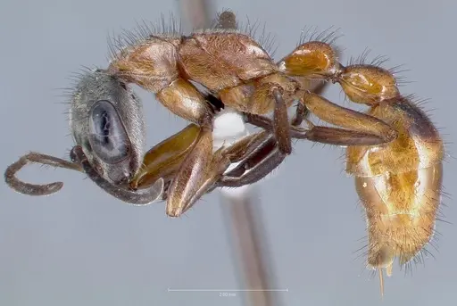 Pseudomyrmex cladoicus specimen