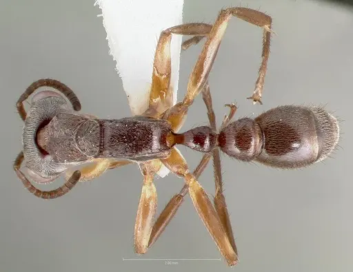 Pseudomyrmex cladoicus - CASENT0005862