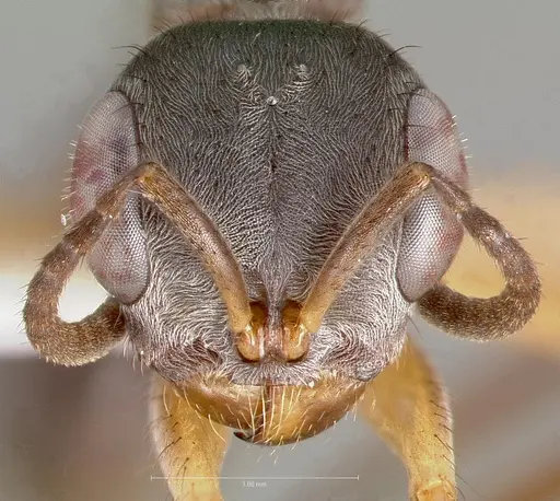 Pseudomyrmex cladoicus - CASENT0005862
