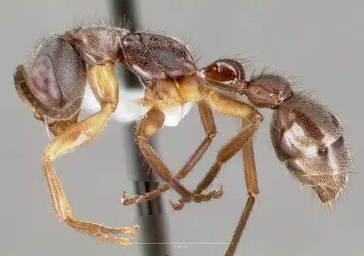 Pseudomyrmex cladoicus - CASENT0005862