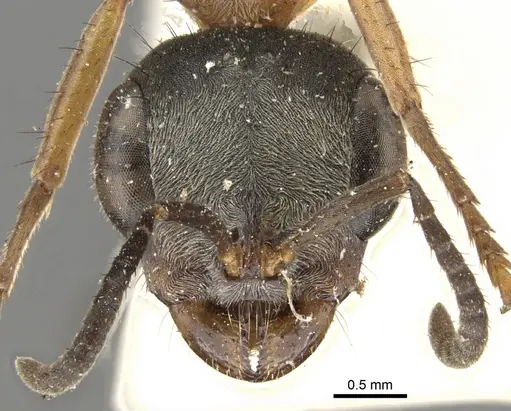 Pseudomyrmex cladoicus - CASENT0902848