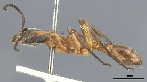 Pseudomyrmex cladoicus - CASENT0902848