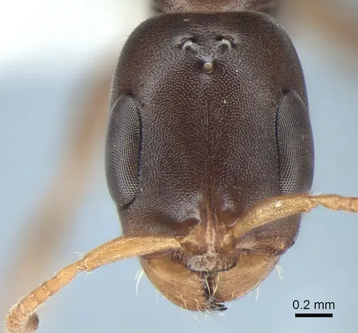 Pseudomyrmex cognatus specimen