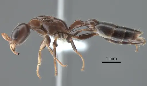 Pseudomyrmex cognatus specimen