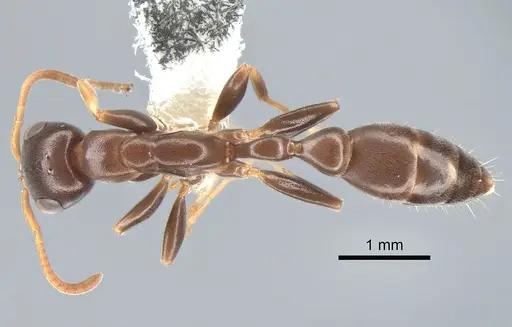 Pseudomyrmex cognatus - CASENT0863537