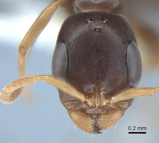 Pseudomyrmex cognatus - CASENT0863537