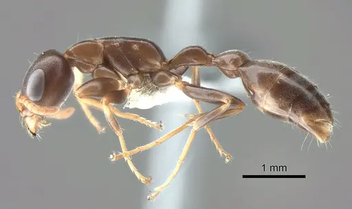 Pseudomyrmex cognatus - CASENT0863537