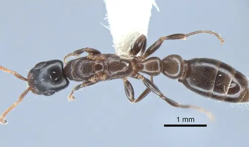 Pseudomyrmex comitator specimen