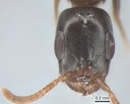 Pseudomyrmex comitator specimen