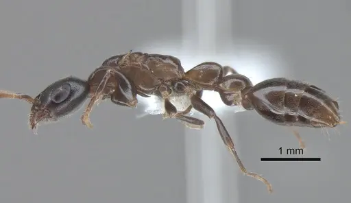 Pseudomyrmex comitator specimen