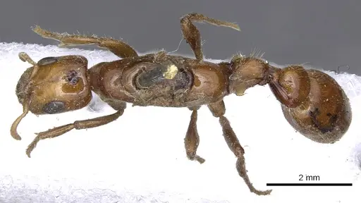 Pseudomyrmex concolor specimen