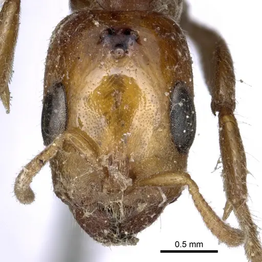 Pseudomyrmex concolor specimen