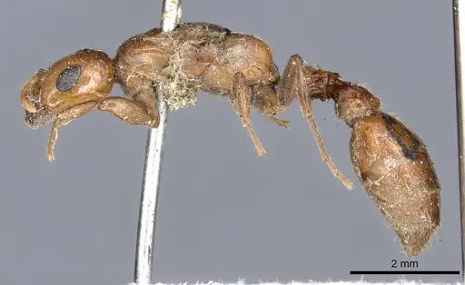 Pseudomyrmex concolor specimen