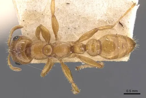 Pseudomyrmex concolor - CASENT0907547