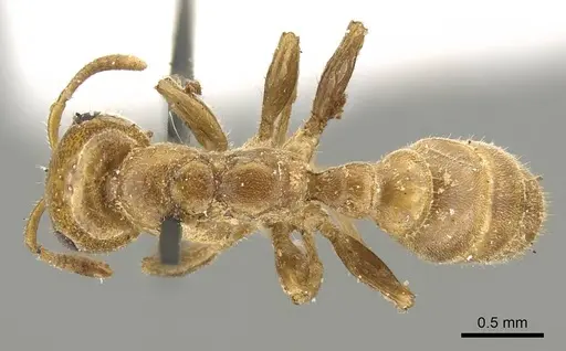 Pseudomyrmex concolor - CASENT0915842