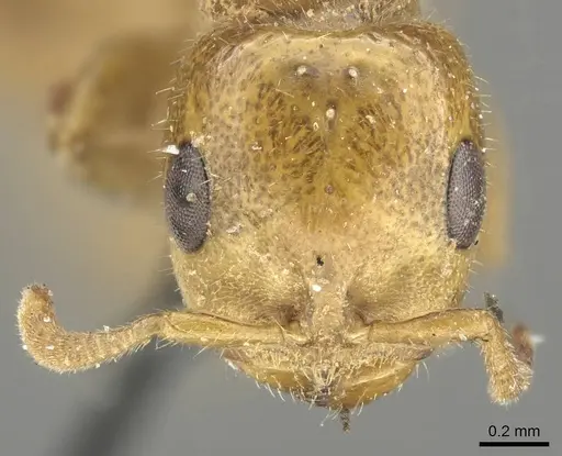 Pseudomyrmex concolor - CASENT0915842