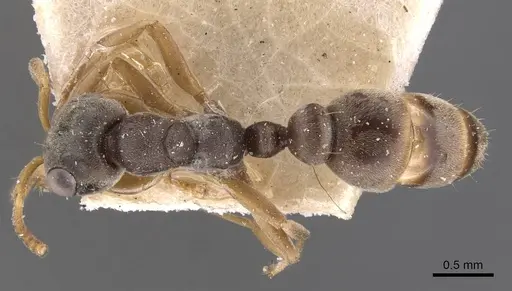 Pseudomyrmex cordiae specimen