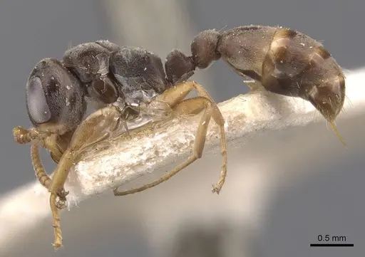 Pseudomyrmex cordiae specimen