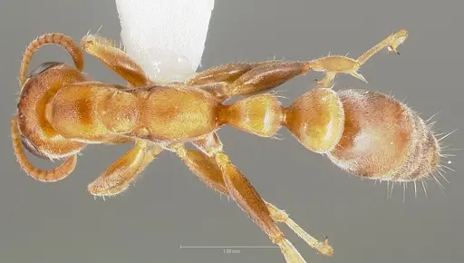 Pseudomyrmex cretus specimen