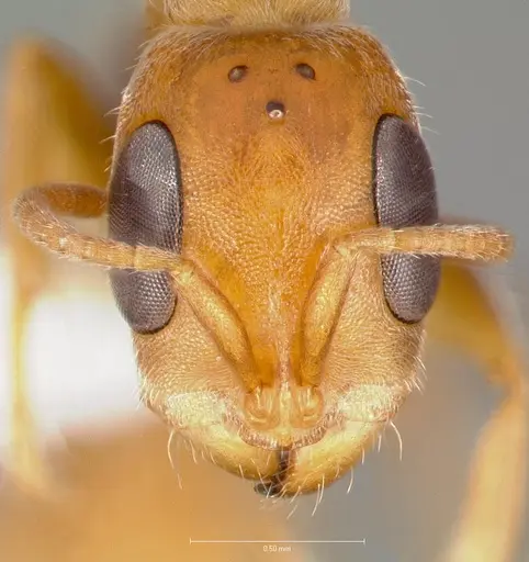 Pseudomyrmex cretus specimen