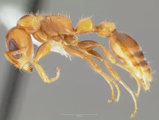 Pseudomyrmex cretus specimen