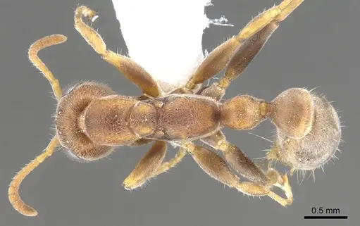 Pseudomyrmex cretus - CASENT0902918