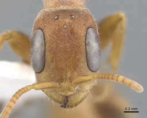 Pseudomyrmex cretus - CASENT0902918