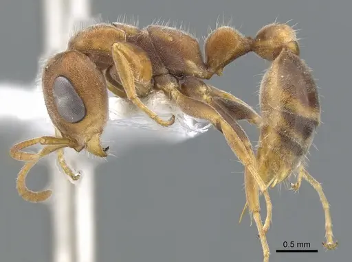 Pseudomyrmex cretus - CASENT0902918