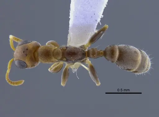 Pseudomyrmex cretus - CBUMAGENT41762