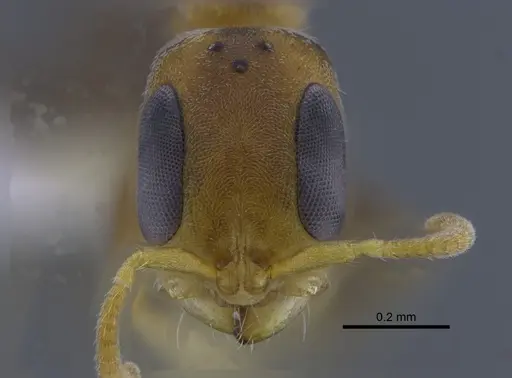 Pseudomyrmex cretus - CBUMAGENT41762