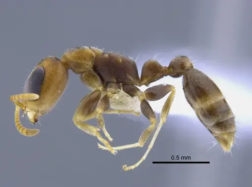 Pseudomyrmex cretus - CBUMAGENT41762