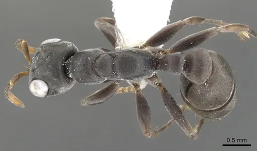 Pseudomyrmex crudelis specimen
