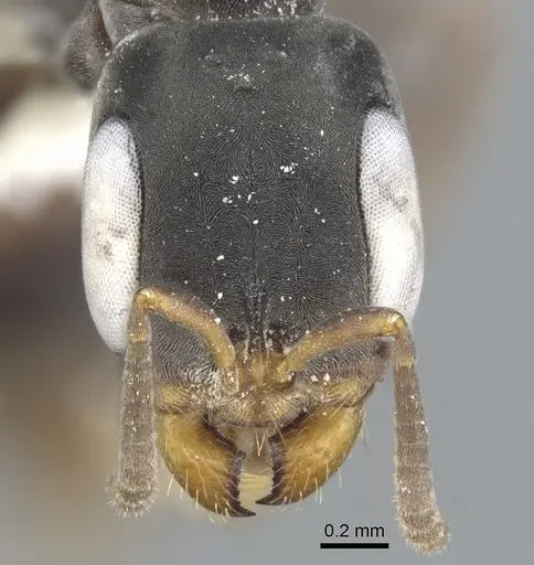 Pseudomyrmex crudelis specimen