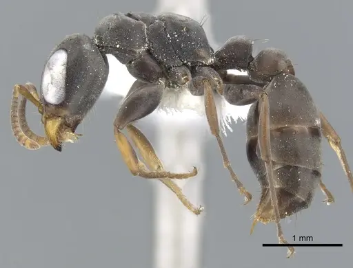 Pseudomyrmex crudelis specimen
