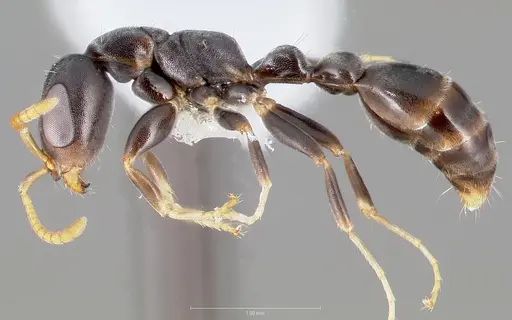 Pseudomyrmex cubaensis specimen