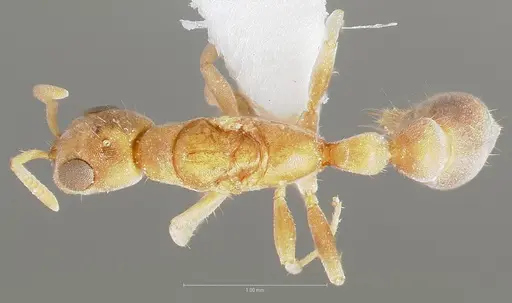 Pseudomyrmex cubaensis - CASENT0005880